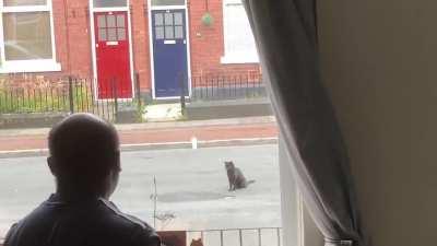 Driver forced to drive around cat