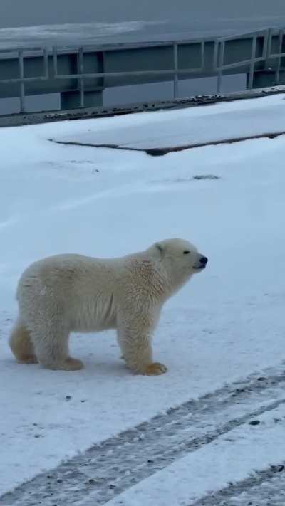 I thought the first one was the mama at first! 😳 -- TheArcticIrishman