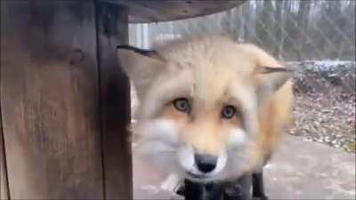 UPVOTES SO RYAN CAN SEE THIS FOXES