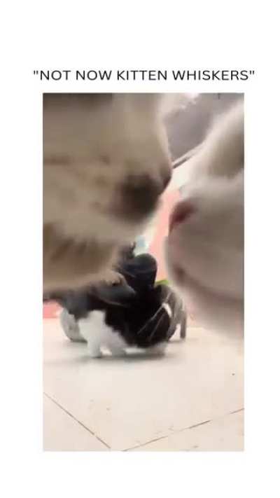 Cat flirting caught on camera 😅🥰