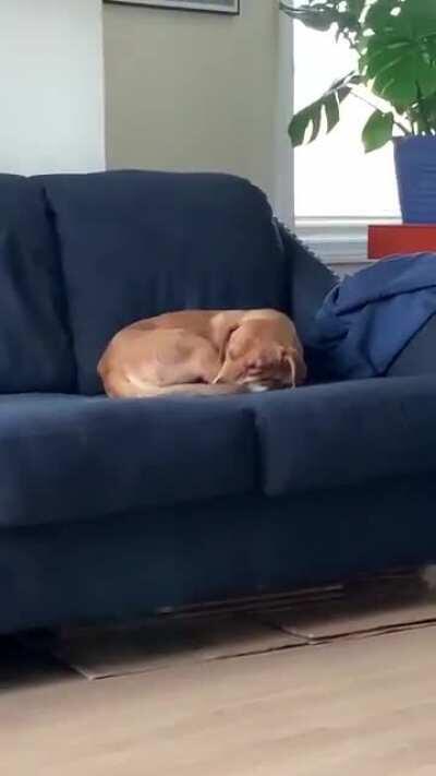 (sound up) My newly adopted girl snores like she’s in an echo chamber