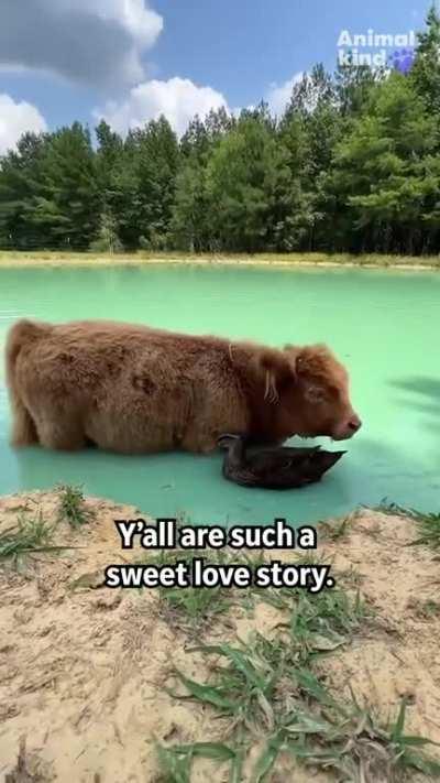 This wholesome relationship between milkshake the duck and dumpling the cow