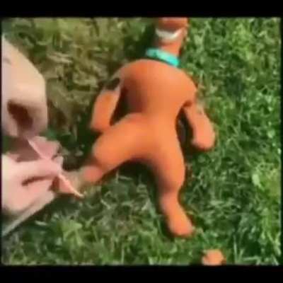 Ovô lhe pegar Salsicha 