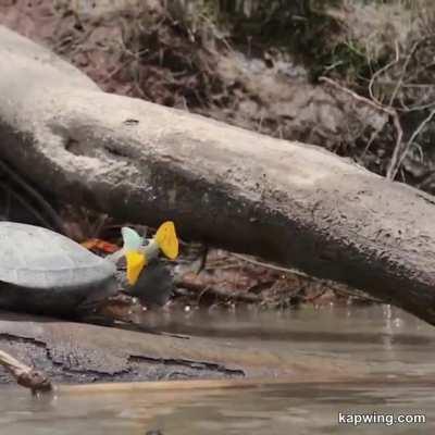 🔥Butterflies in Amazon drinking tears from the eyes of the turtle..