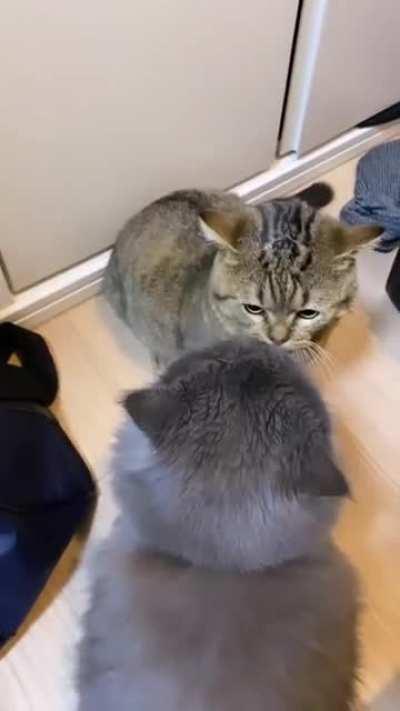 Two fighting cats