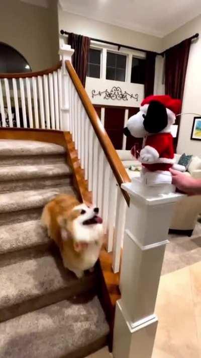 Corgi dancing