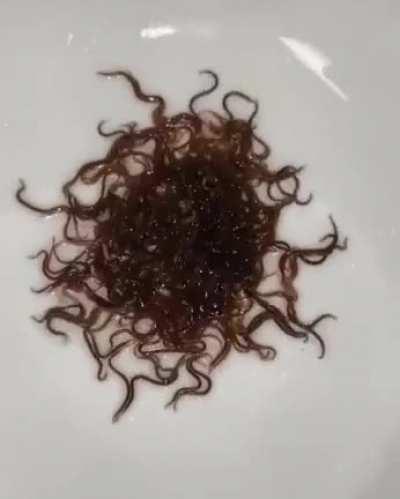 Cursed_noodles