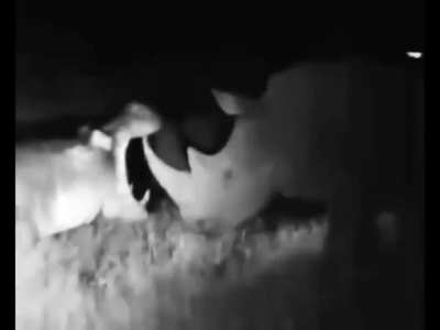 Hippo using rhino horn as a toothpick, turns into a looney tunes chase