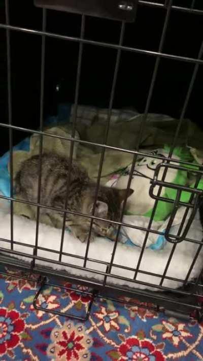 Husband found a kitty on the freeway! We realized he just wanted to be held! He’s up for adoption at East Valley Animal Shelter in Los Angeles! (A1957212)