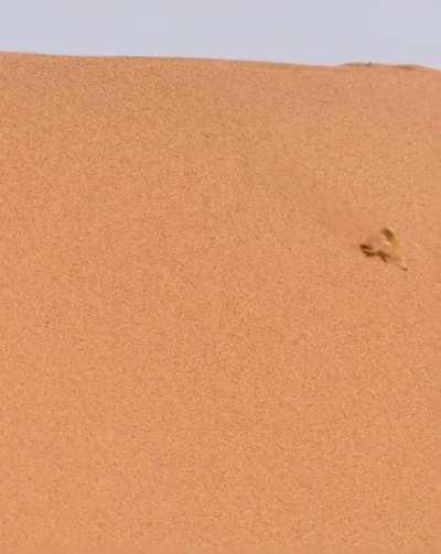 🔥 The unusual exit strategy of the Golden Wheel Spider