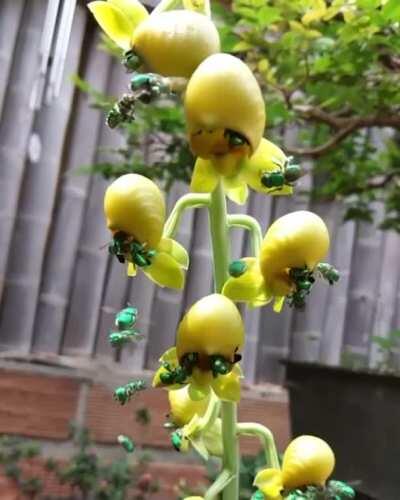 Green orchid bees (Euglossa dilemma)