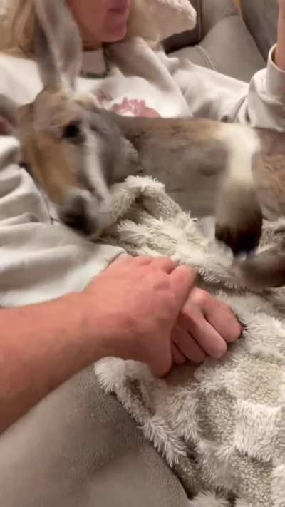 Dont touch mommy 🦘