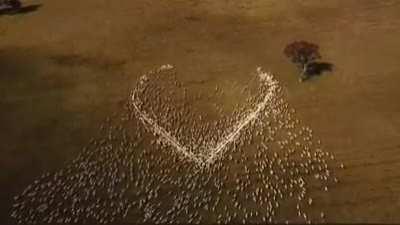 A sheep farmer in Australia pays tribute to his aunt whose funeral he couldn’t attend because of lockdown.