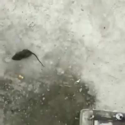 Nooo aplastaron al uriel 😭😭😭👊👊😔