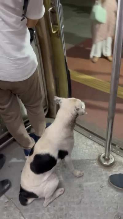 Dog traveling in the local train. 