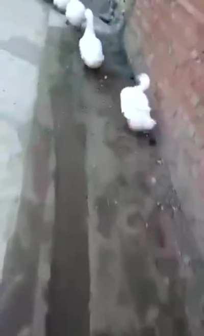 Act normal and no one will suspect a thing...