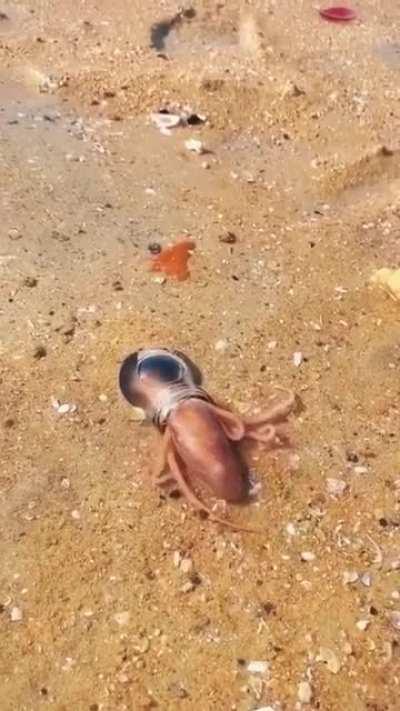 An octopus reshaping itself till infinity and beyond