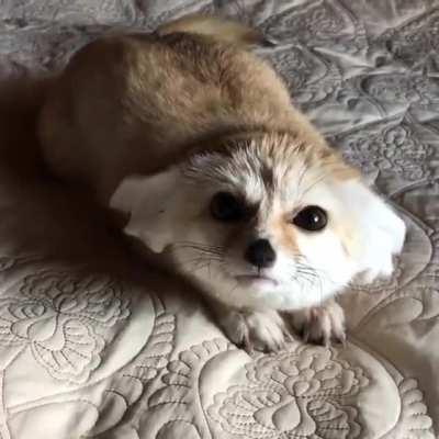 Fennec input invalid