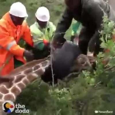 Group of man brutally put tire on a poor giraffe neck.