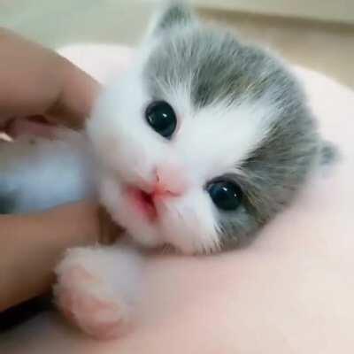 Cutest face I ever seen