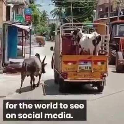 Find me a better love story