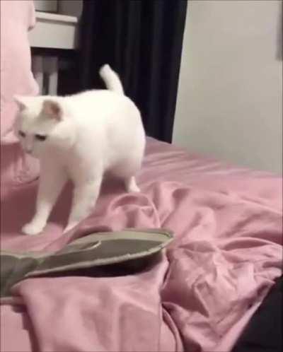 this cat vibing too hard 😂