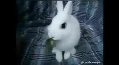 Hierbita relajante …