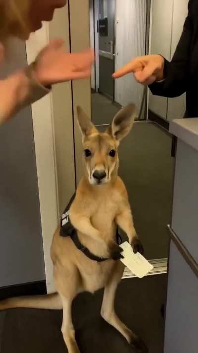 ‏ما ماسك التيكت بتاعته و واقف مؤدب اهوه