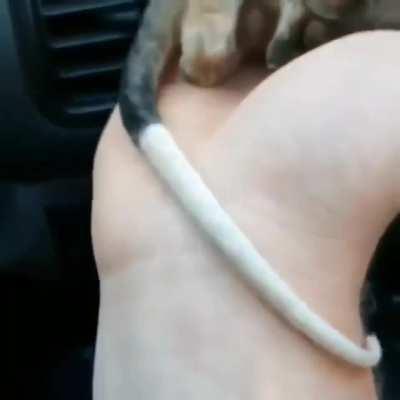 Baby ringtail possum enjoying the warmth of a car heater.