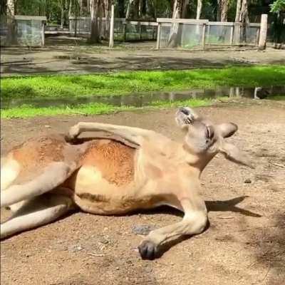 This kangaroo, relaxing under the warm sunshine