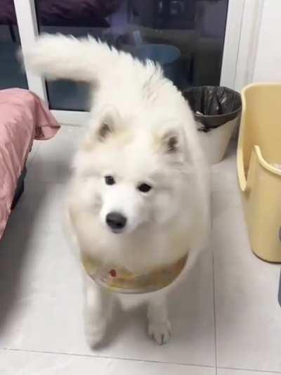 Attention , tail hypnosis is taking place