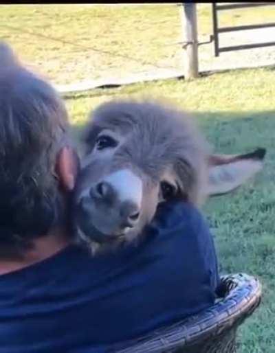 Esel bekommt Schmuseeinheit.