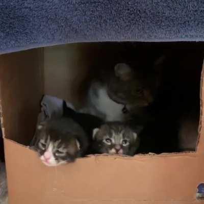 Momma kitty is a little overwhelmed