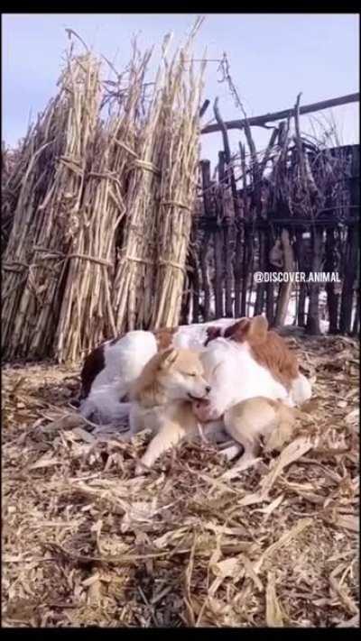 They just love each other