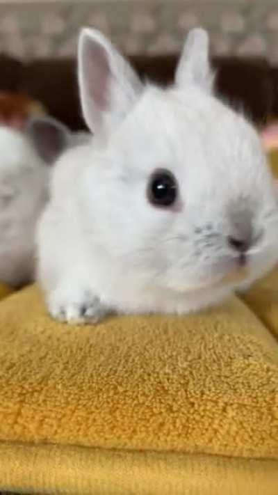 Karotten? Rieche ich hier Karotten?? 🤤