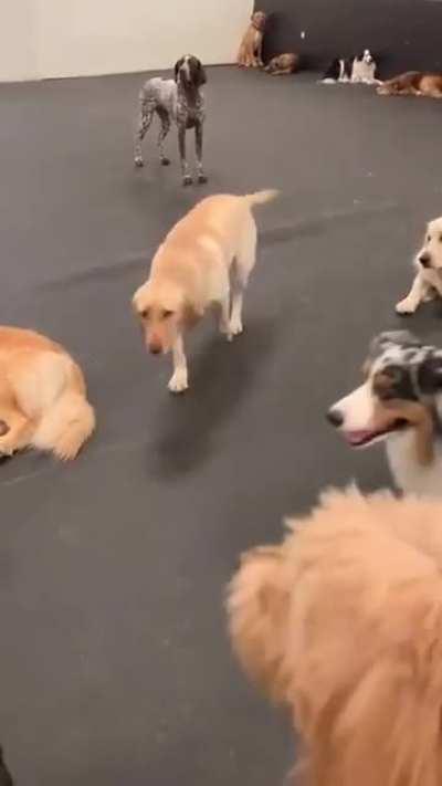 Dogs reacting to their names being called..