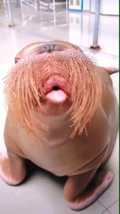 Walrus whistling and playing harmonica