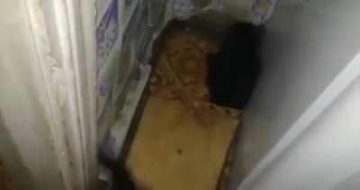 I did not expect that many cats