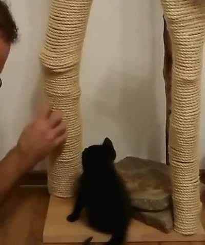 Teaching a kitten how to use a scratching post