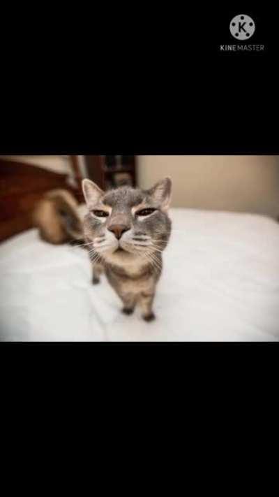 Just a cute cat staring at the camera