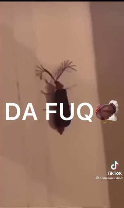 Thanks, I hate ✨ eyelash buhhg ✨💅