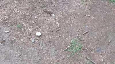 Jokin' Around About Shrooms