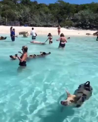 🔥Pigs in the Bahamas love the water and will often swim with people at the beaches
