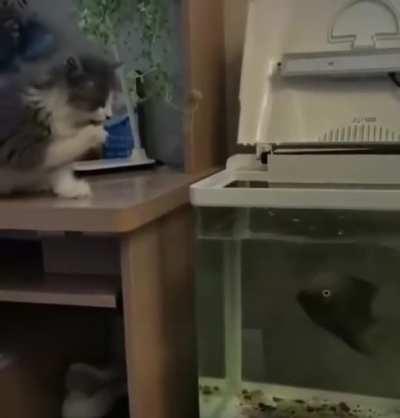 Fish devours cat’s paw.