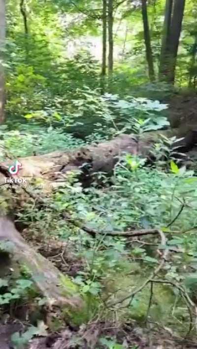 Her boyfriend also has DID 🤨