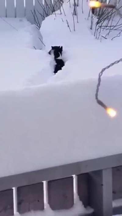 Dog opens a path thru the snow for a cat