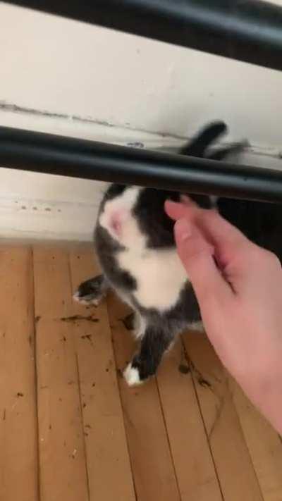 You donât pet Wendy, Wendy pets you