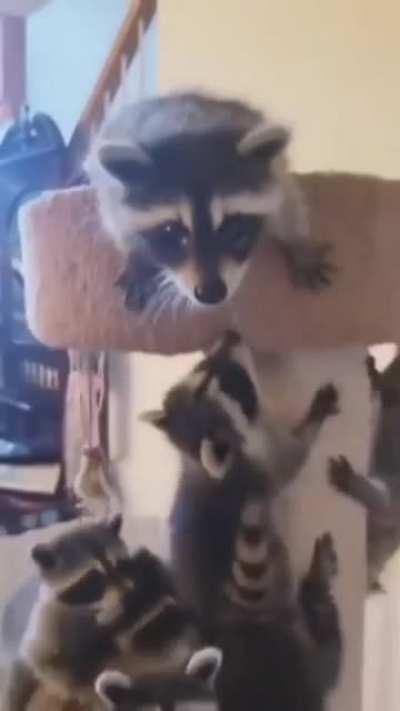 what are they upto really