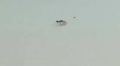 Ant steals diamond from jewelry store