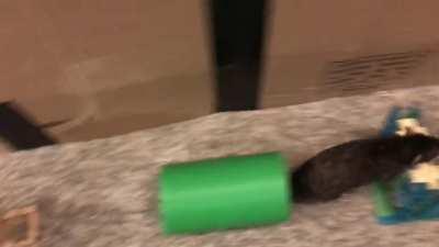 Olive doing her first 21 piece agility course! Still some work to do but for her first long course she did great!